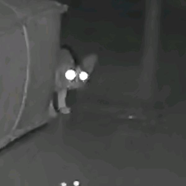 猫猫祟祟