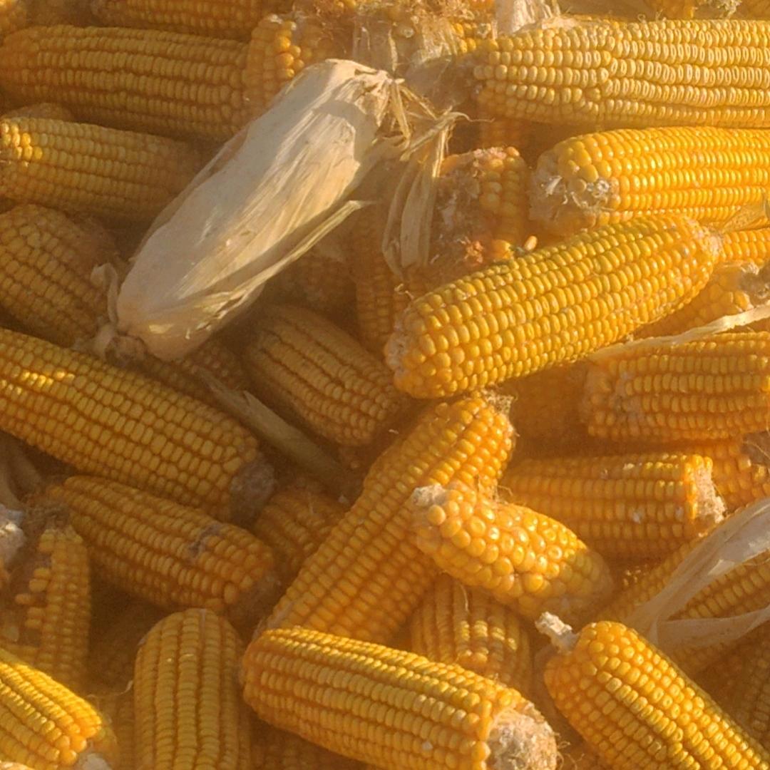 河北廊坊常年代收割机