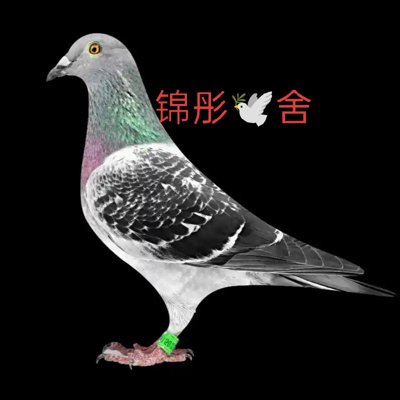 锦彤🕊️舍