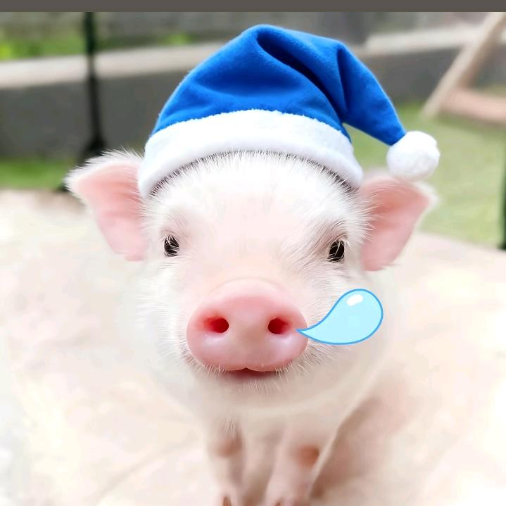 不睡觉的小懒猪