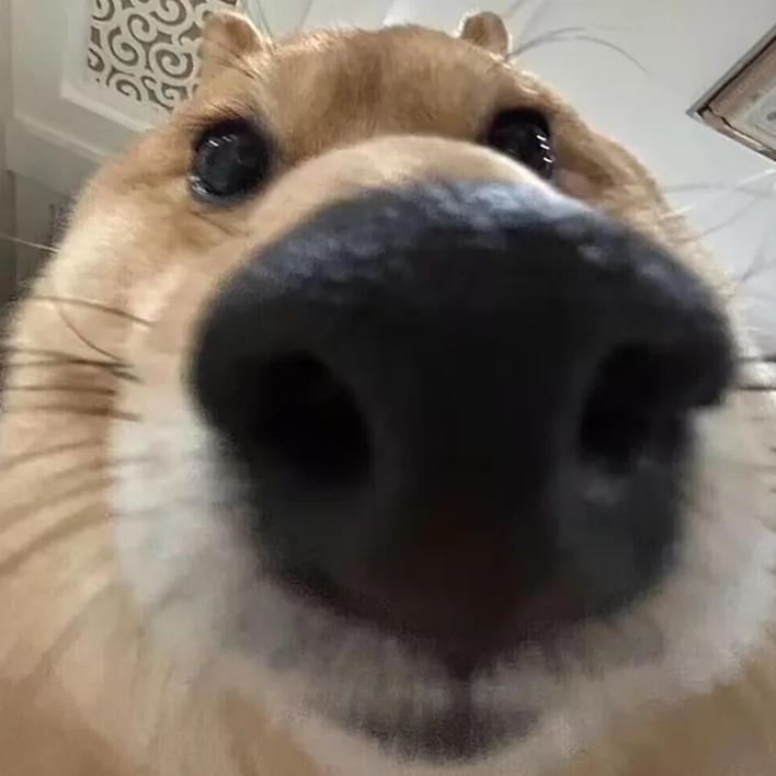 十年万时万捕全能鼠