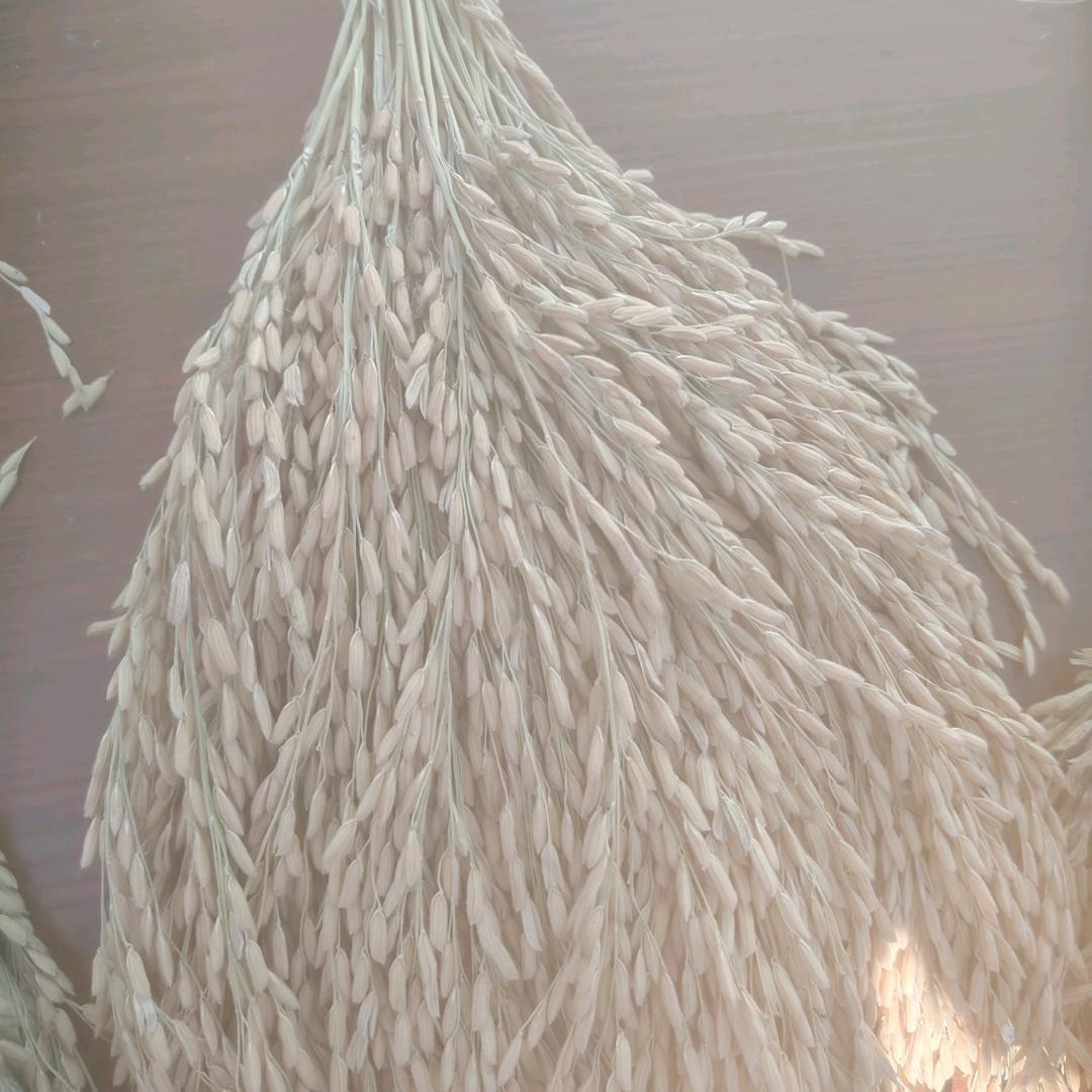 张波