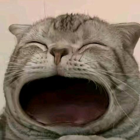 拿棉签的猫