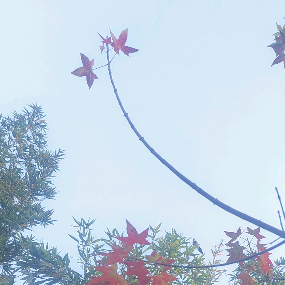 晓 Dan