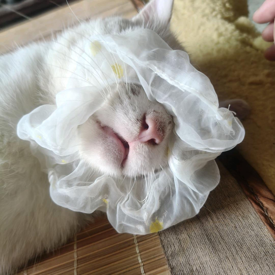 不会喝酒的白九