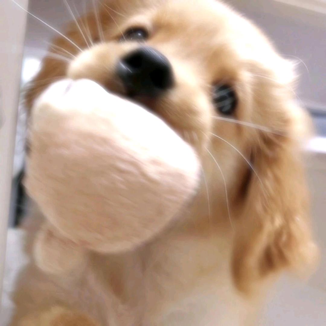 小熊维尼