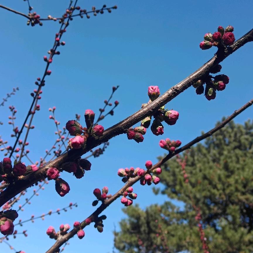 少女的心事你别猜