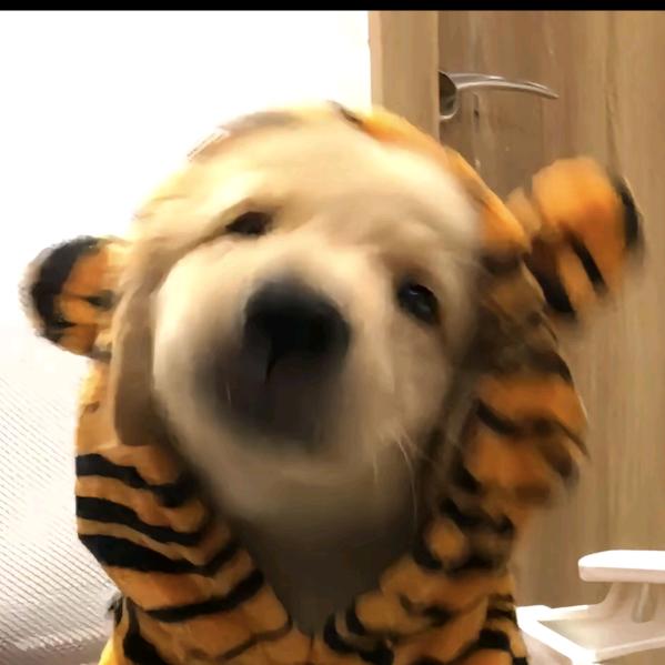 吃撑的生煎包🦊