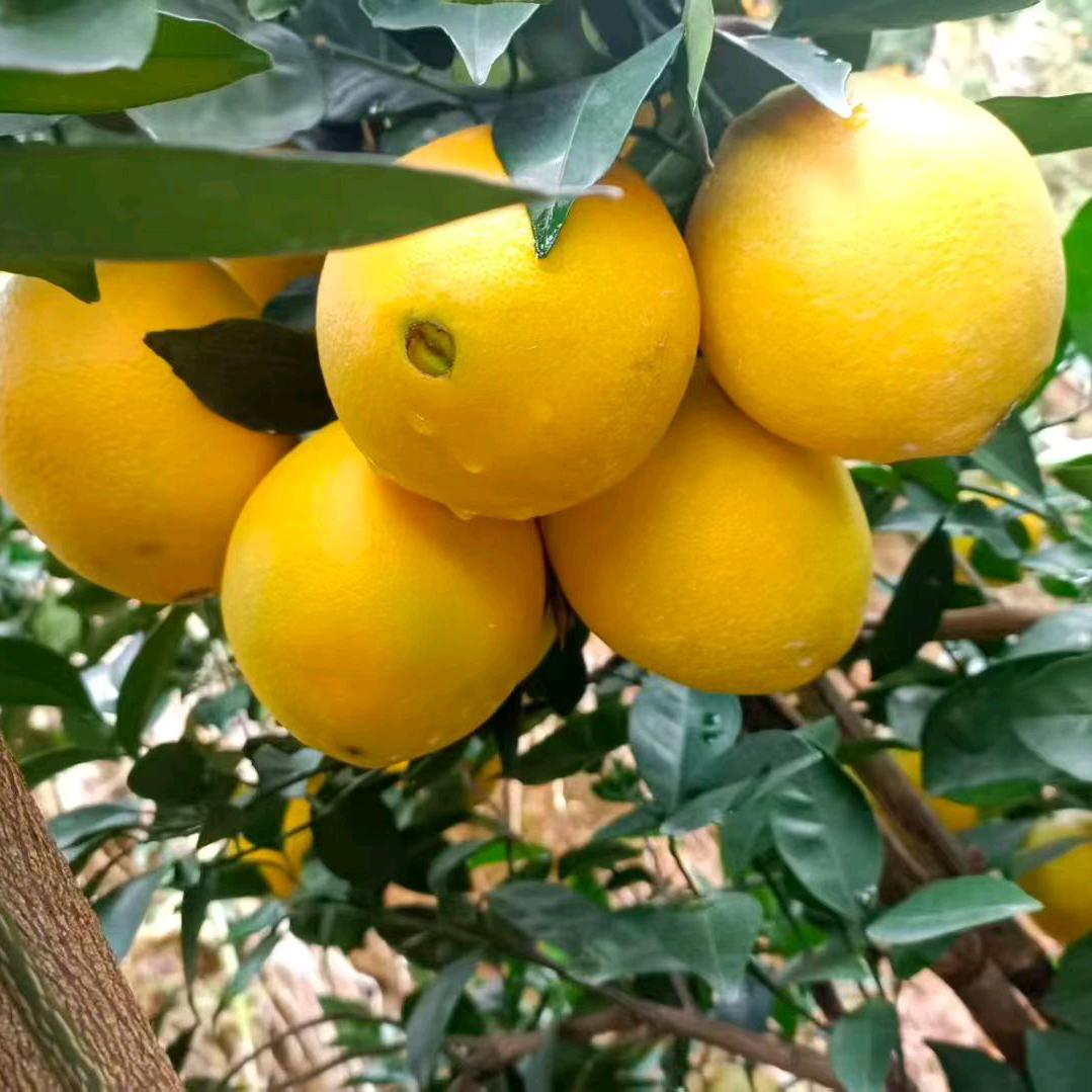 卖自家赣南脐橙