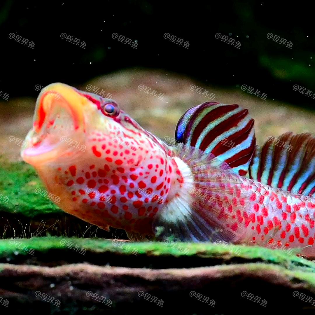 程养鱼原生水族馆