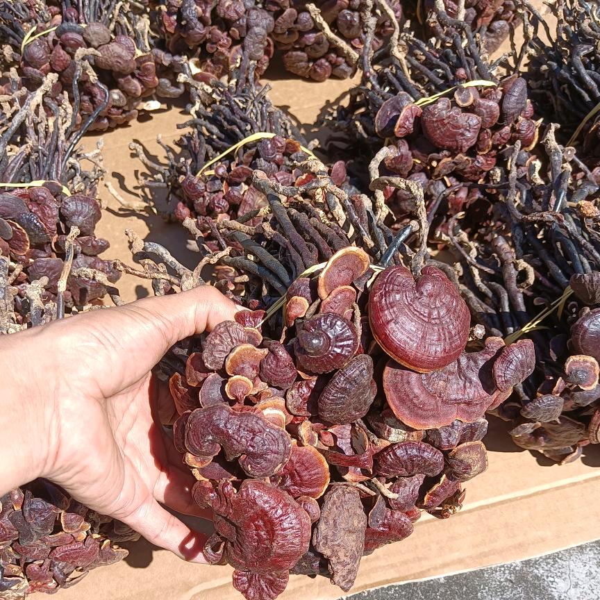 钻山人阿彪叔灵芝养生滋补品