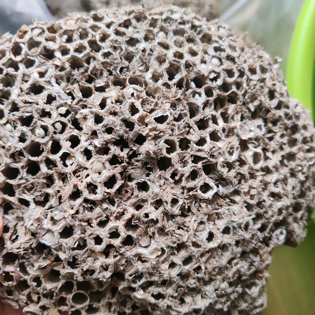 禹州蝉蜕蜂房
