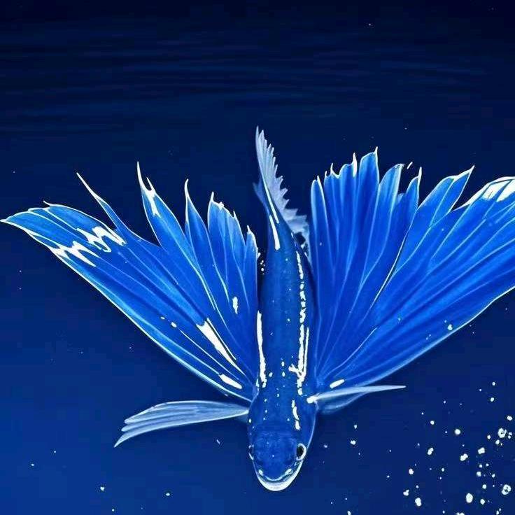 老莫喊你吃鱼了