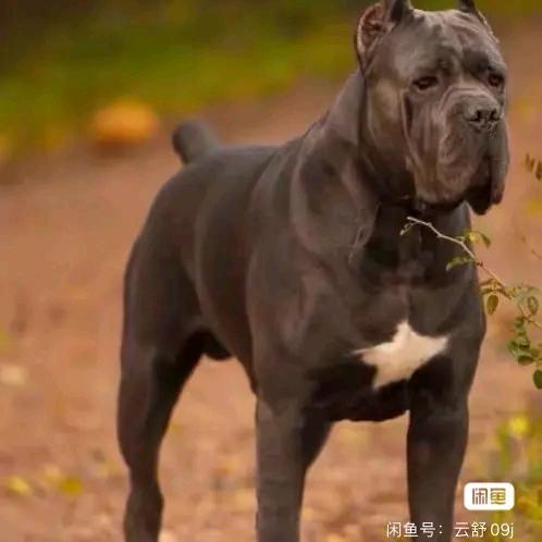 菲姐卡斯罗罗威纳犬