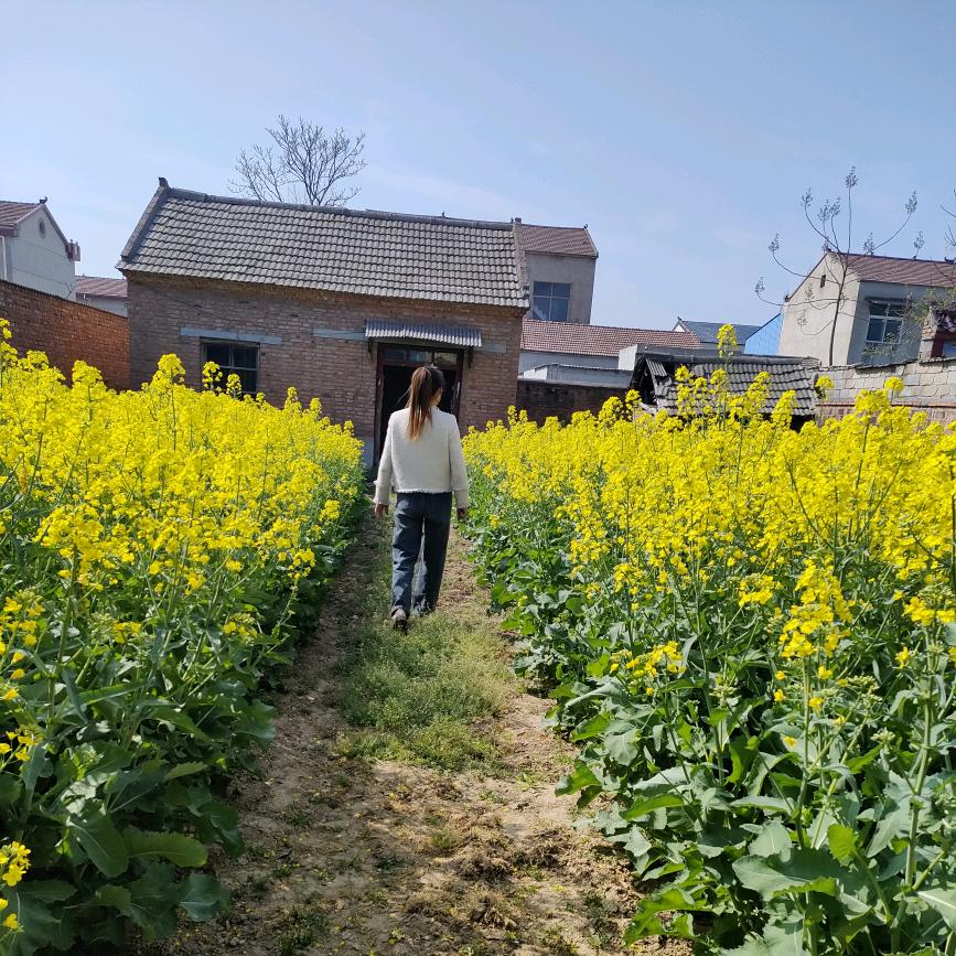 小小徽兔