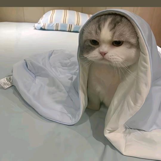 咪咪猫