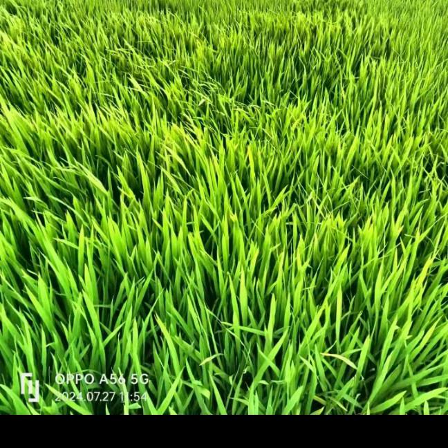 书伴我行，彩虹的希头像