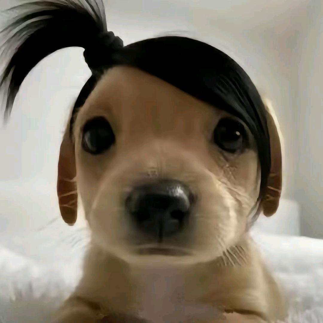 喵不是苗