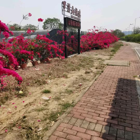 抖音带货网红西哥