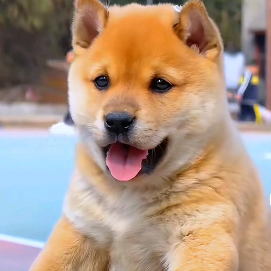 广西田园土猎犬