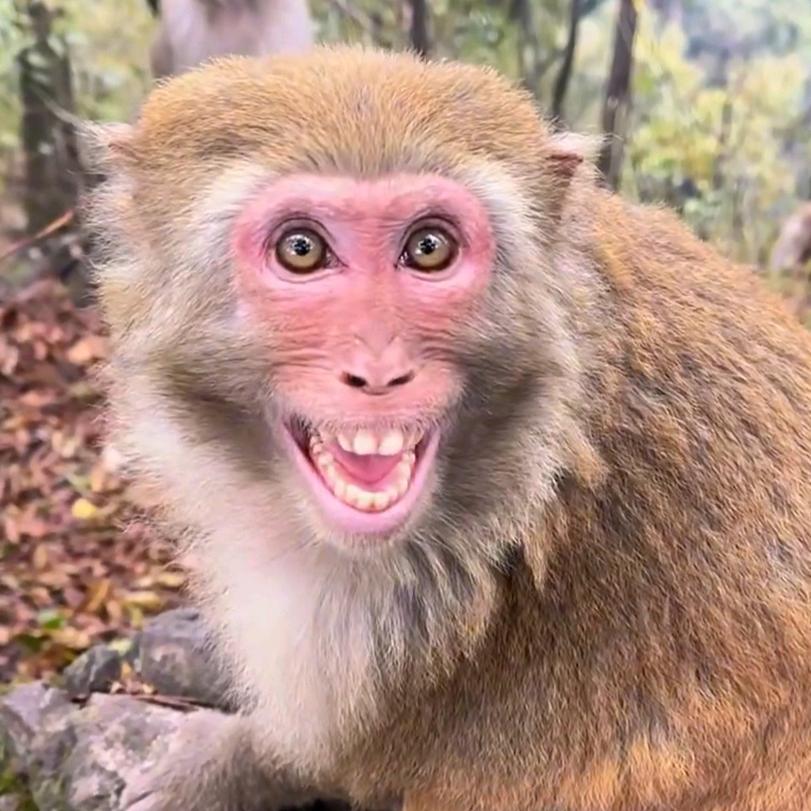 满山的猴子我腚最红