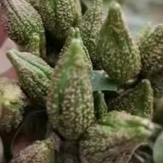 车村镇新品种三号连翘扦插繁育