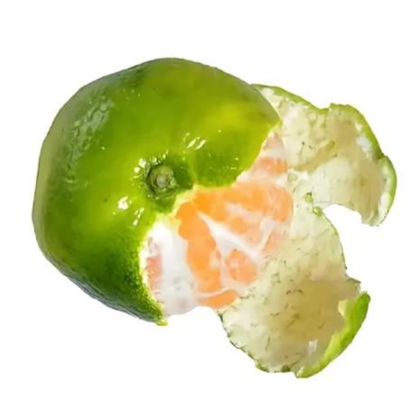 ꒰ঌ砂糖菊໒꒱