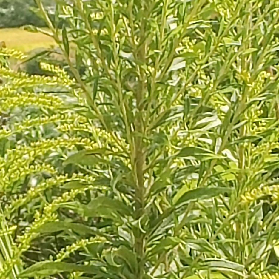 王国强师哥来了，让一让！