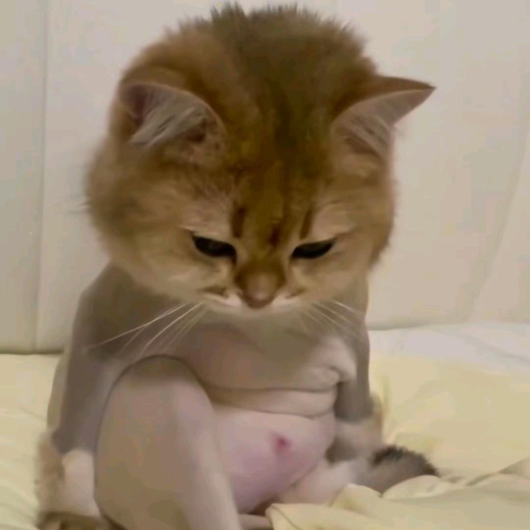自律小蛙