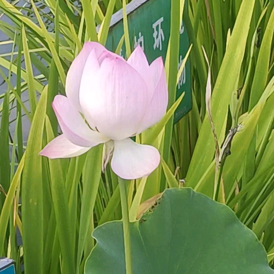 张仙森