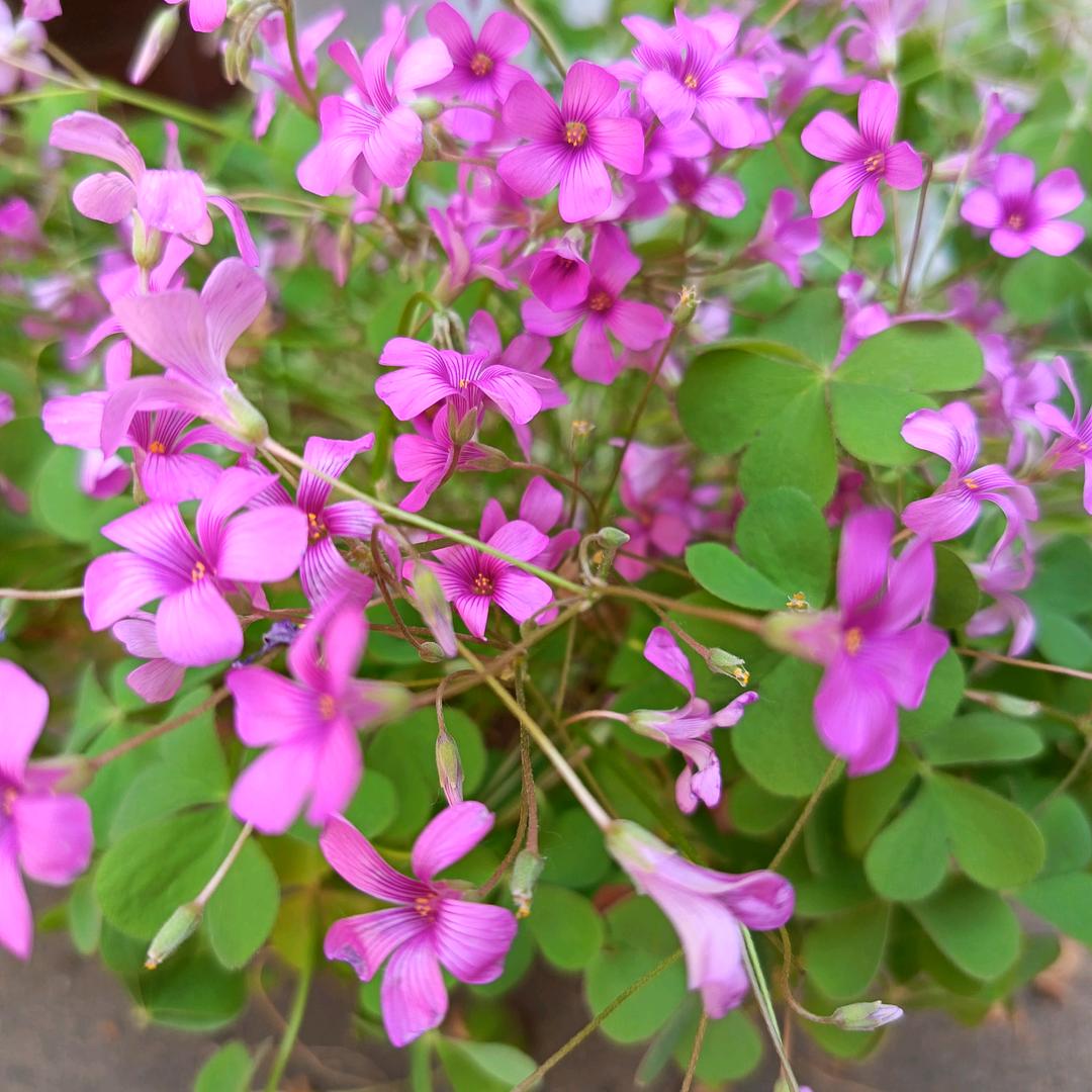 花好月圆🌹🌹