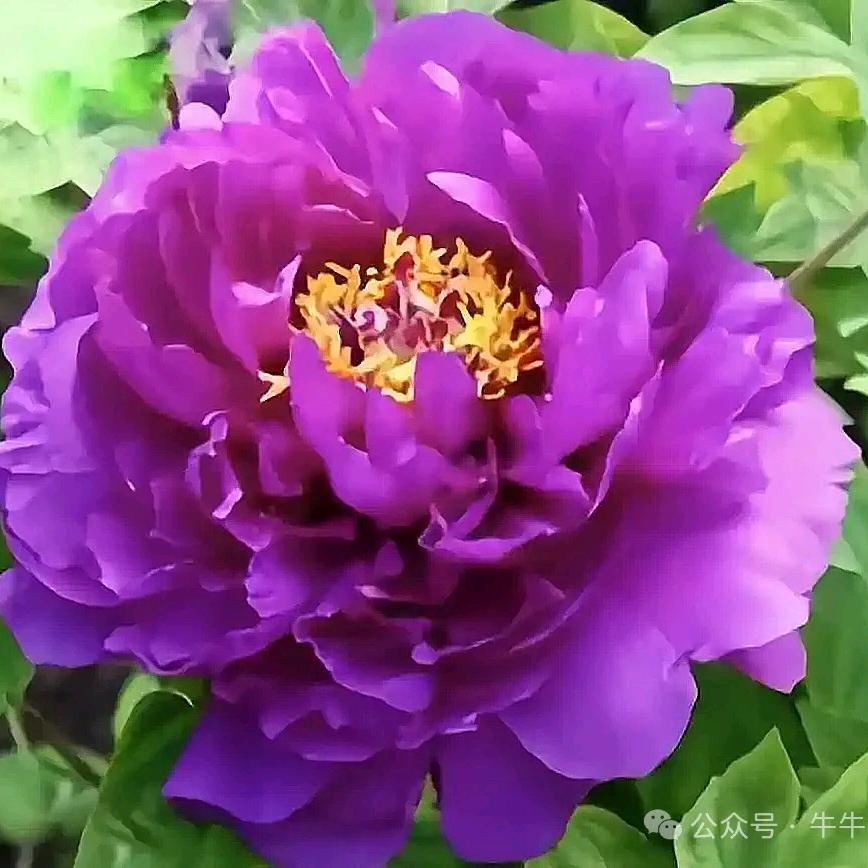 九紫好运