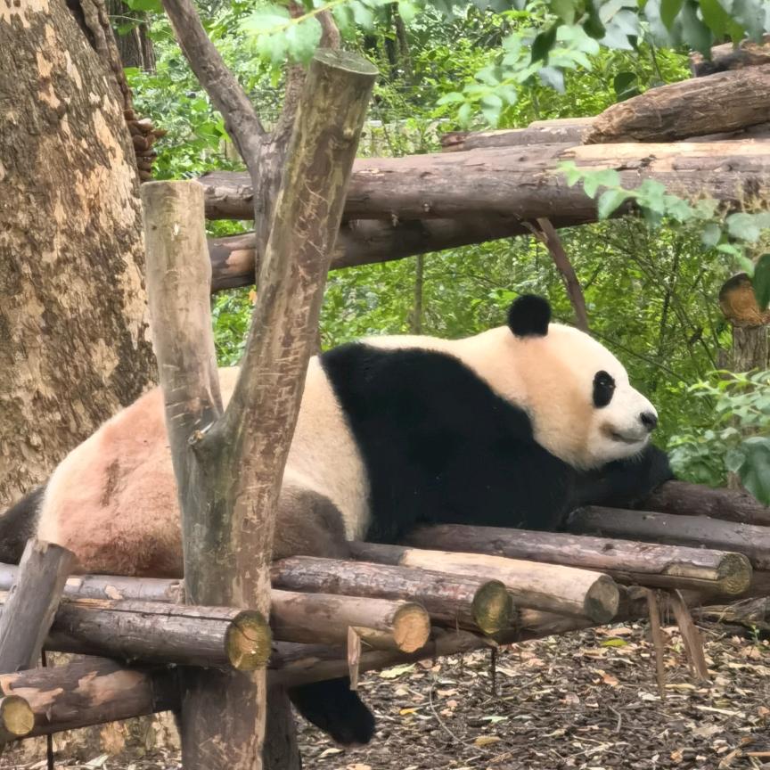 樱桃🍒