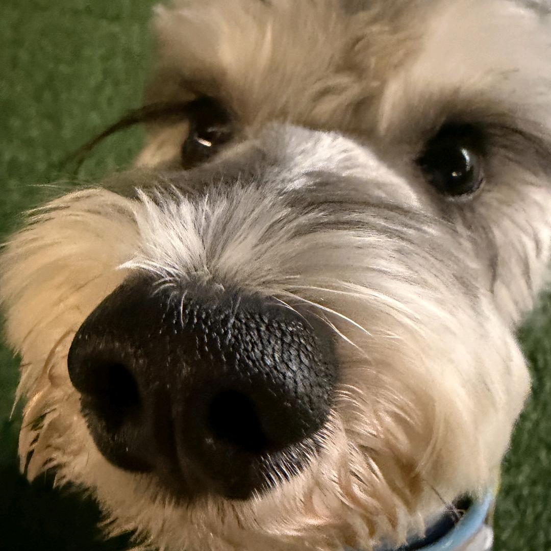 布布是吕布的布