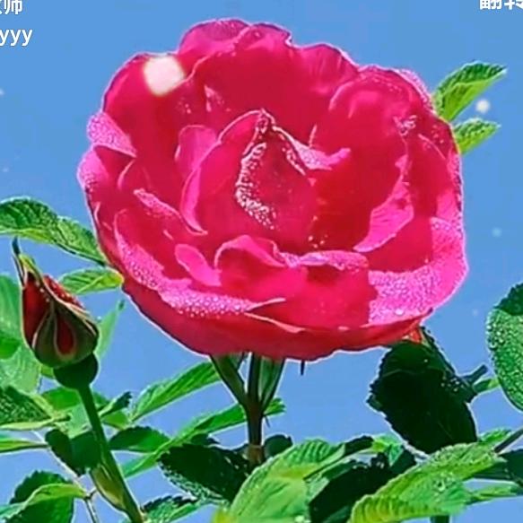 平安是福