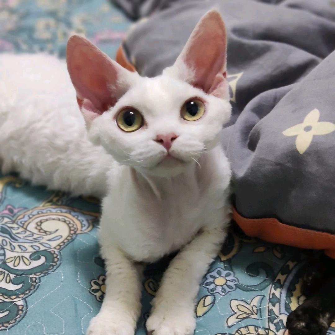 刘老四的猫（德文家庭繁育）