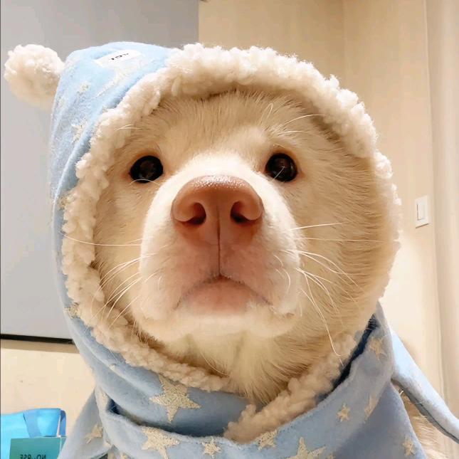 水豚大王