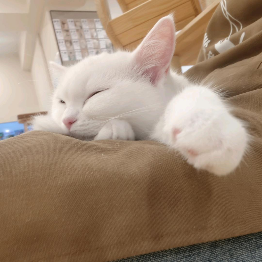 蓝毛死狗