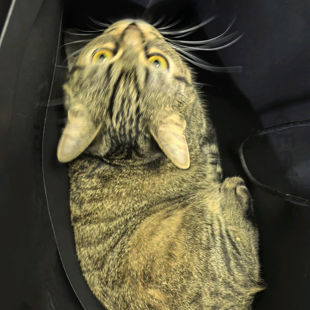 梦想是带着小猫旅行