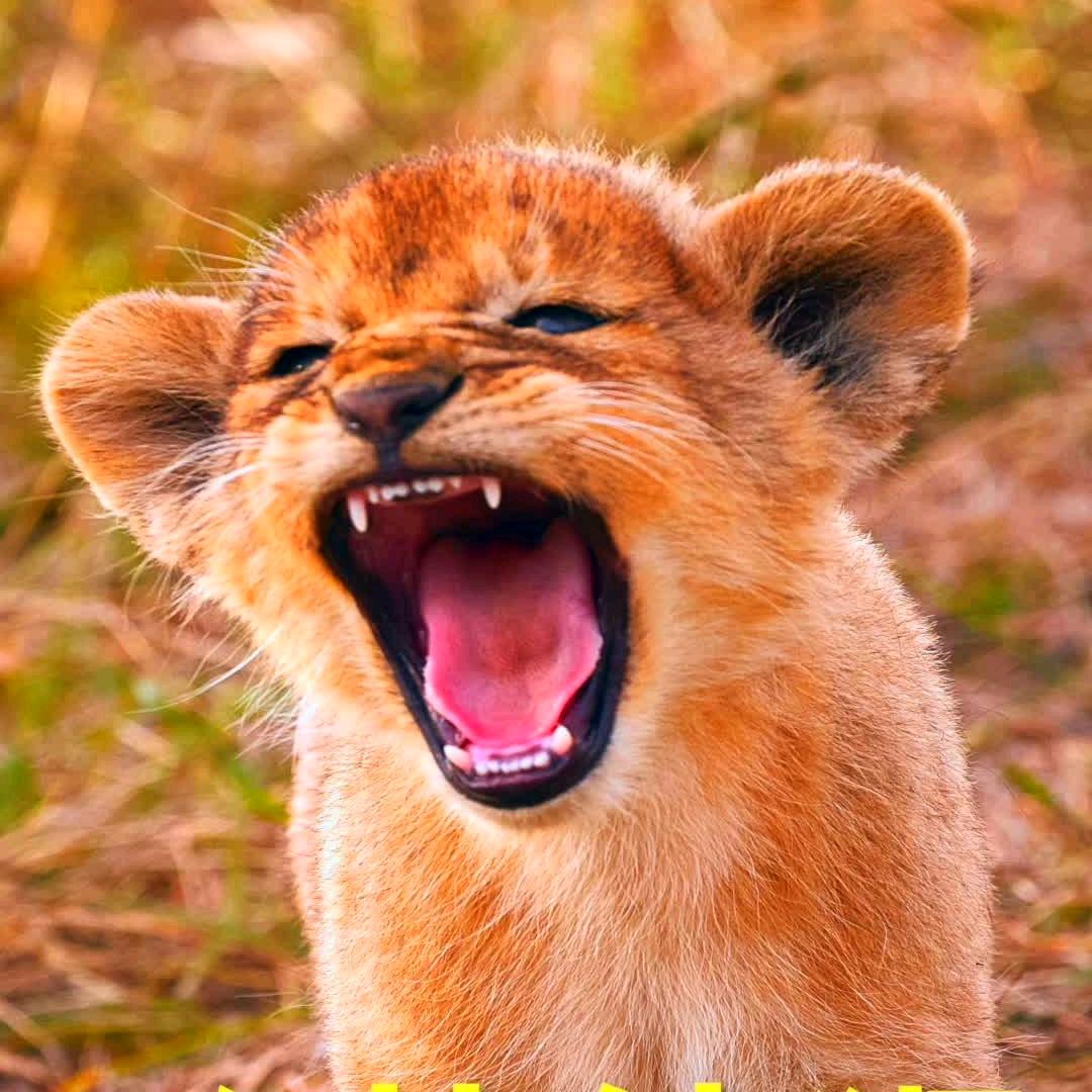 🦁别惹我我可是奶凶幼狮小主子🦁