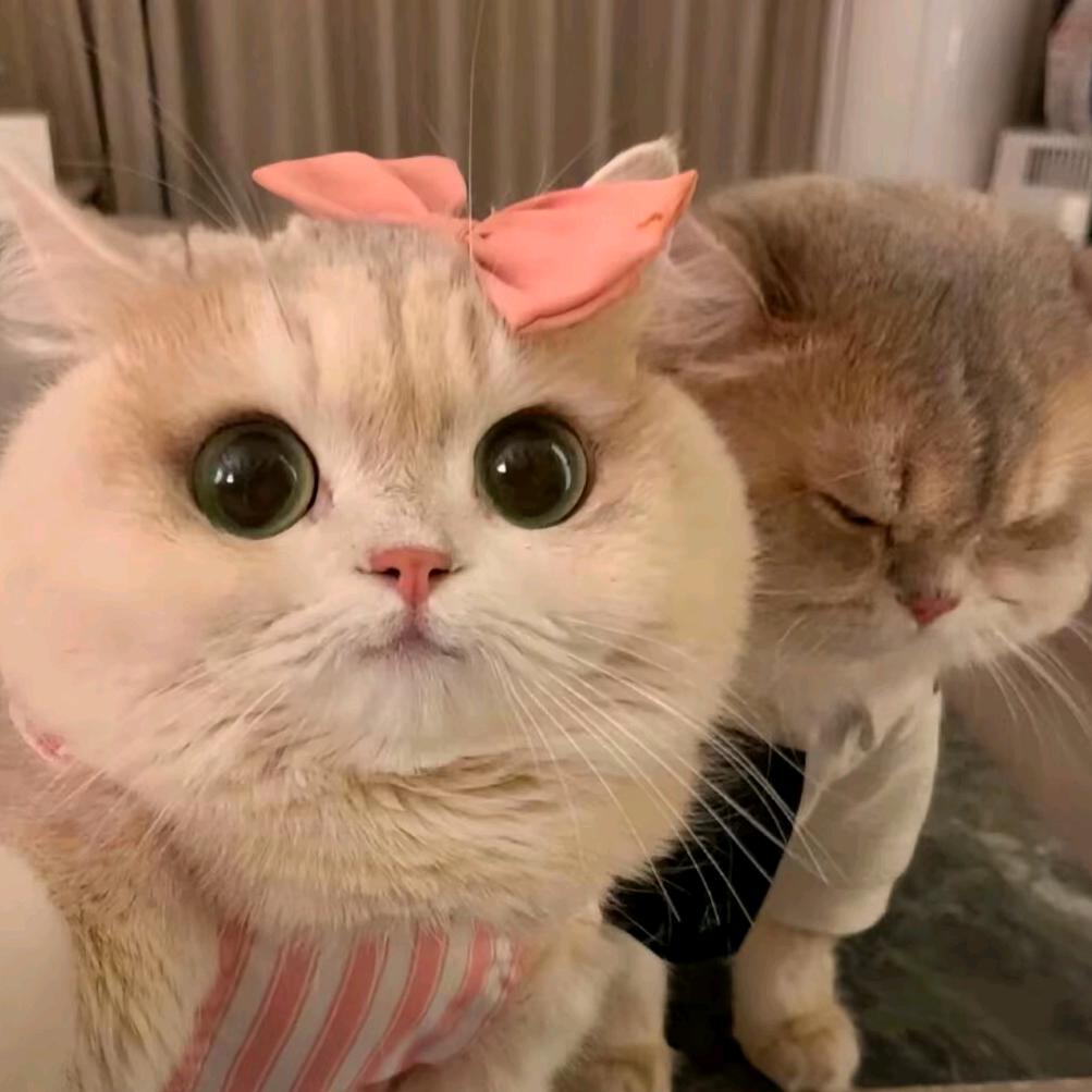 𝙀𝙘𝙝𝙤🧸（减肥版）