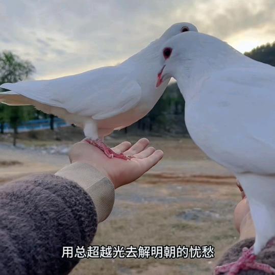 苗老三流动飞天鸽