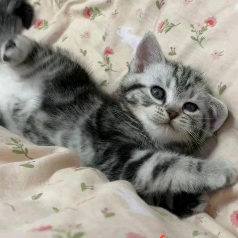 AAA猫毛批发圆姐