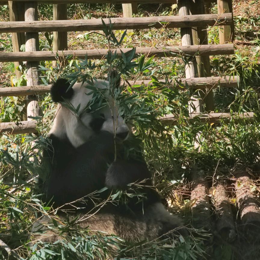 小鼠球居民🌎
