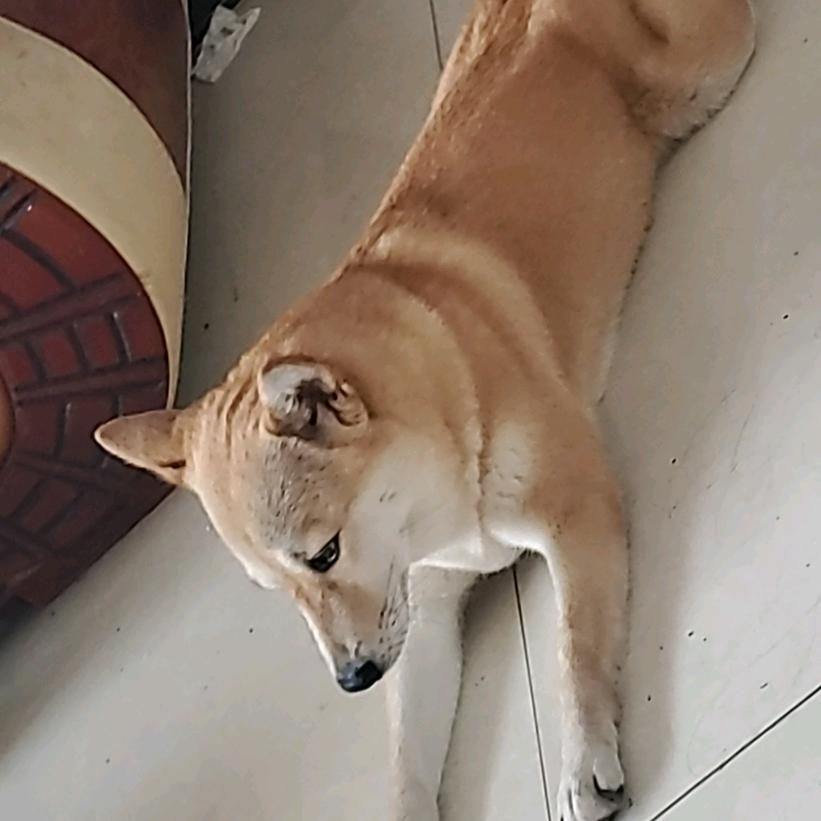 幸福(^o^)o1+1