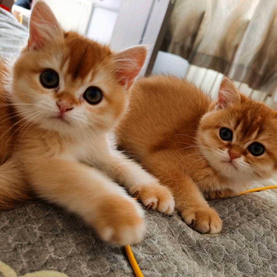哈基米🐱(找家长)