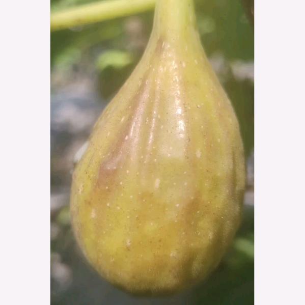 青岛鲁宁无花果