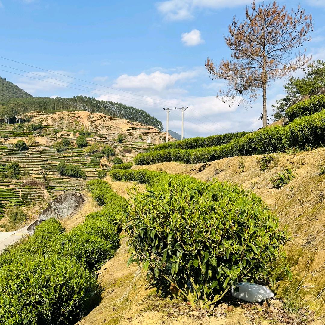 梉(有茶叶出售:)