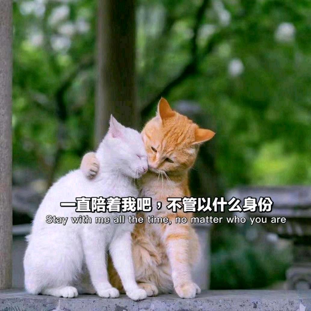 沉星