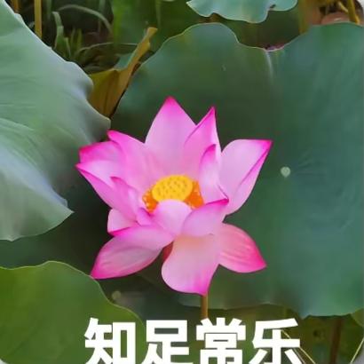 @平平淡淡才是真🌺🌺